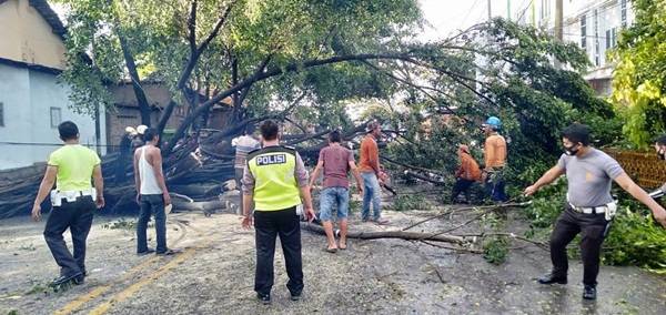 Hujan Lebat Tumbangkan Pohon Besar di Jalan Sutoyo, Arus Lalin Macet