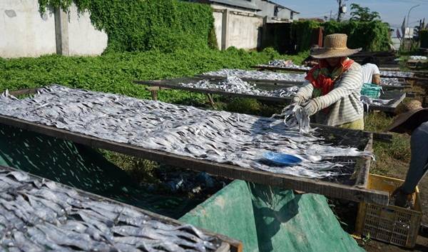 PLN  Berikan Bantuan Alat Pengering Ikan Berbasis Listrik kepada Nelayan Belawan