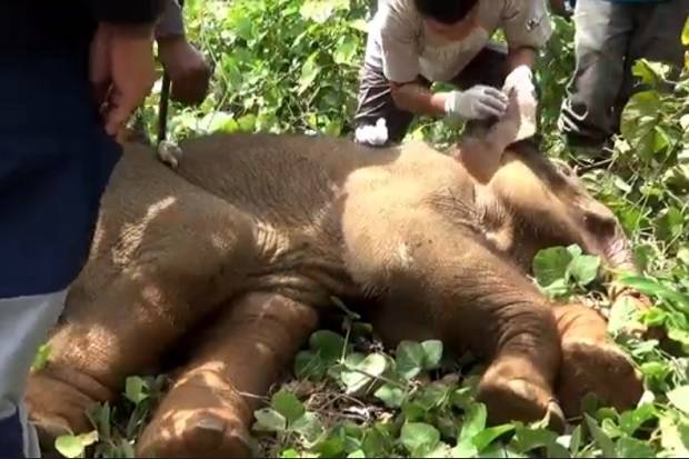 Miris! Belalai Seekor Anak Gajah Sumatera Nyaris Putus
