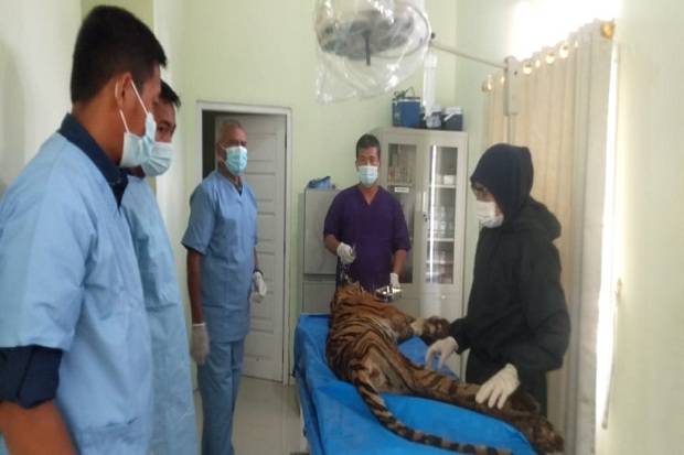 Harimau Sumatera Yang Mangsa Warga Ditemukan Tewas