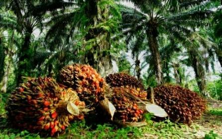 Naik Tipis, Harga TBS Kelapa Sawit Usia 10 - 20 Tahun Produksi  Petani Sumatera Utara Periode 2 - 8 November 2022
