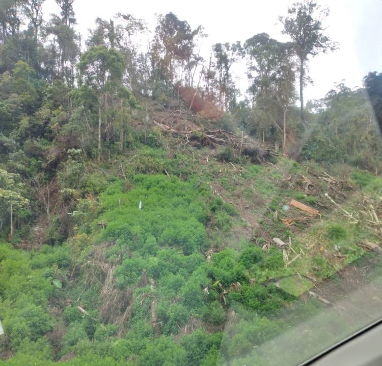 Hutan Perbatasan Karo-Langkat Mulai Gundul
