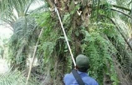 Harga TBS Kelapa Sawit Usia 10 - 20 Tahun Produksi  Petani Sumatera Utara, Untuk Pekan Ini Turun Sebesar Rp 12,69/Kg