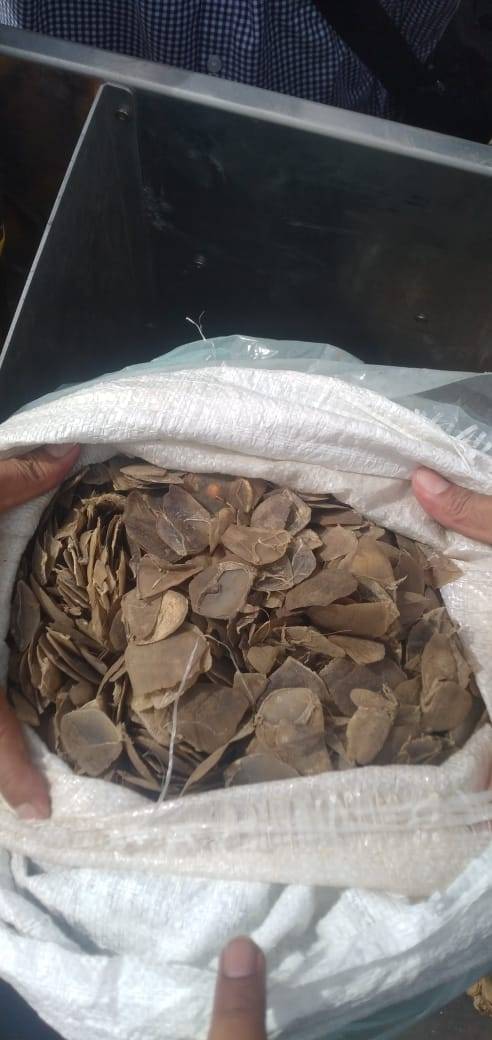 Perdagangan 16 Kg Sisik Trenggiling Diungkap Poldasu