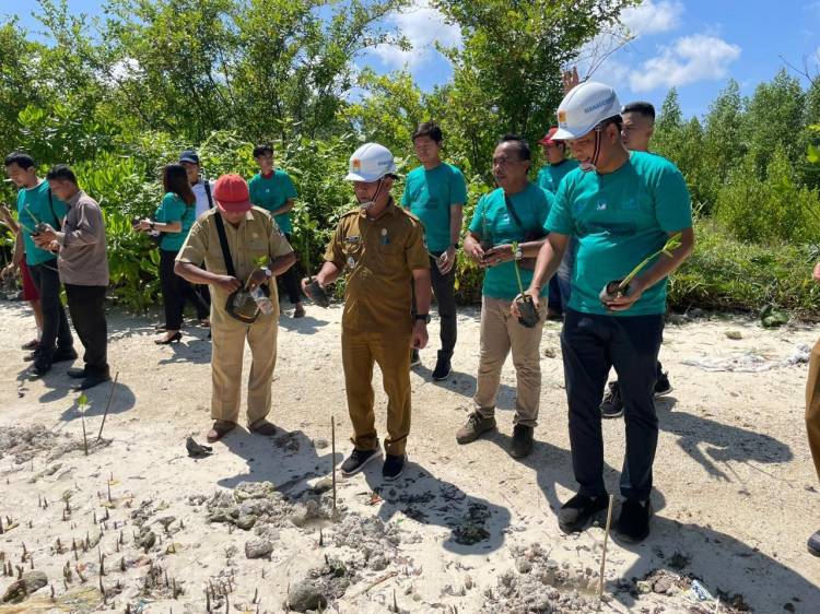 PLN UID Sumut Menanam 15.000 Bibit Mangrove, Pelepasan 300 Ribu Bibit Udang dan Kepiting