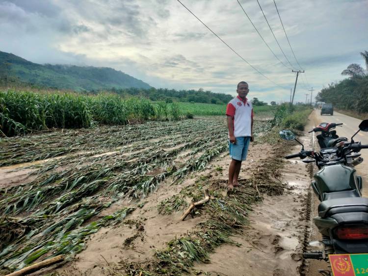Lahan Jagung Didesa Laukesumpat Diterpa Banjir,  Danramil 09/LB : Warga Diminta Waspada