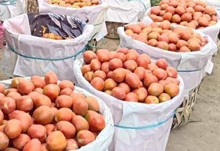 Petani di Karo Mengeluh Karena Rugi, Harga Jual Tomat Rp1000/Kg