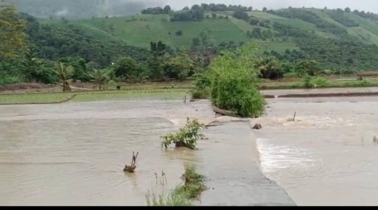 Gawat...., Ratusan Hektar Tanaman Padi di  Karo Terendam Banjir