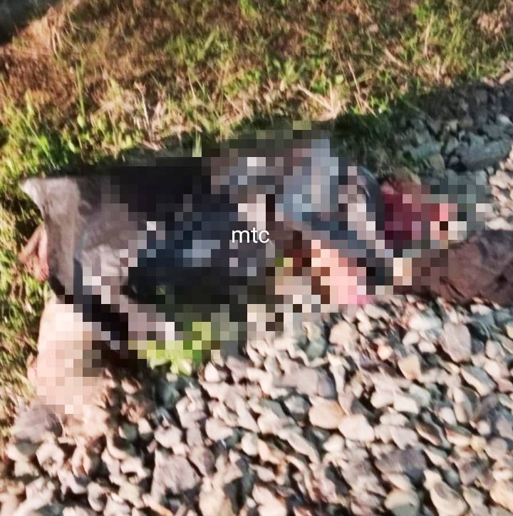 Dua Orang Tewas Akibat Laka Lantas Di Desa Portu Asahan