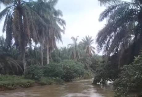 Dua Hari Hanyut Di Sungai Aekkundur, Jasad Robi Sugianto - Pengemudi Mobil Tanki CPO Belum Ditemukan