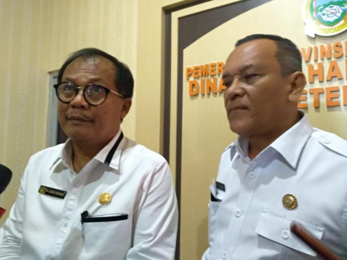 Tercatat 22.985 Ekor Babi Mati, Hog Cholera Masih Merebak di Sumut