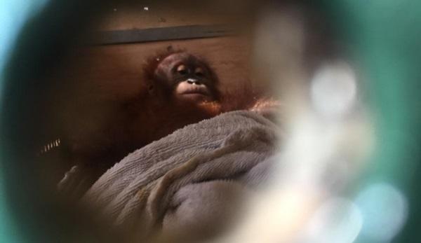 Hendak Diselundupkan ke Rusia, Bonbon Kini Hirup Udara Bebas