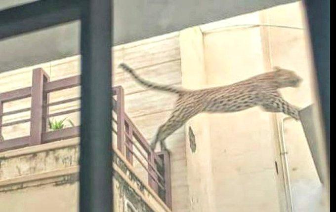 Macan Berkeliaran di Kota, Warga Menjadi Resah