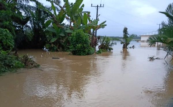 115 Hektare Sawah di Kabupaten Langkat Terendam Banjir