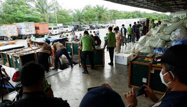 Malaysia Pulangkan 9 Orangutan ke Sumatera Utara