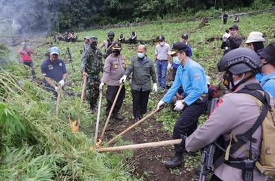 Ladang Ganja Seluas 4 Hektar di Musnahkan BNN Aceh