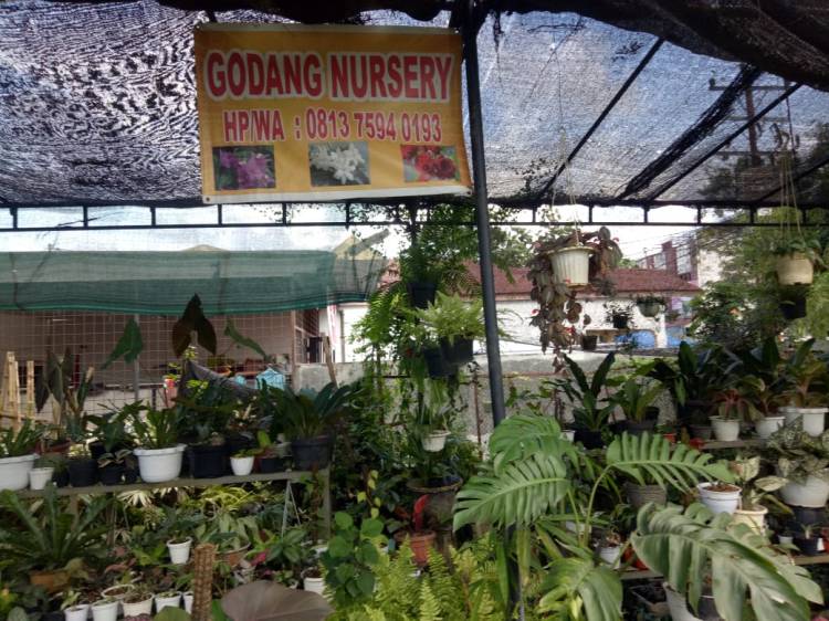 Usaha Tanaman Hias Digasak Maling, Rugi Puluhan Juta