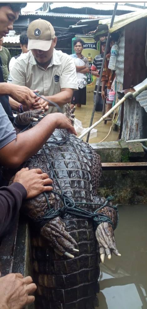 30 Tahun Dipelihara, Buaya Akhirnya Diserahkan Ke Balai Besar KSDA Sumatera Utara