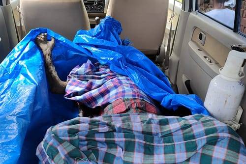 Lajang Tua Tewas Membusuk Saat Banjir di Pantai Labu