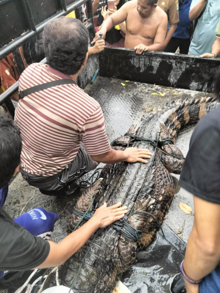 BBKSDA Di Bantu Sat pol PP Dan Warga Tangakap Buaya Sepanjang 3 Meter Di Sei Rampah
