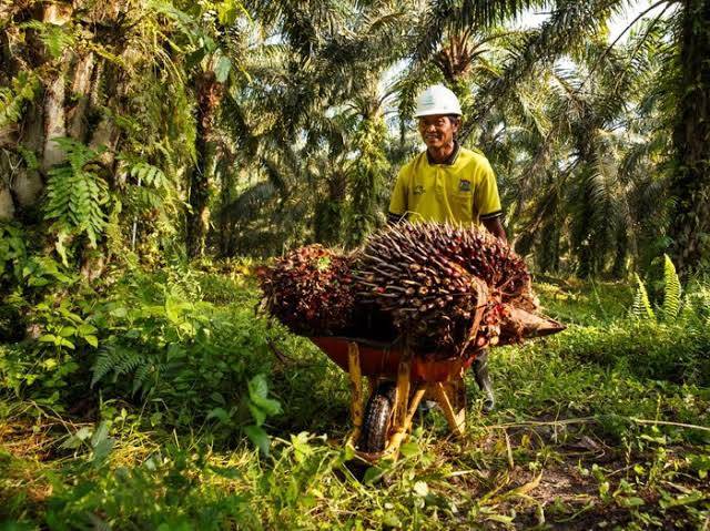 Periode Sepekan, Harga Kelapa Sawit Produksi  Petani Sumut Turun Rp 65,26