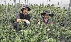 Apakah Ganja Legal sekarang...?     Mengapa Mariyuana Legal dan Ilegal di AS