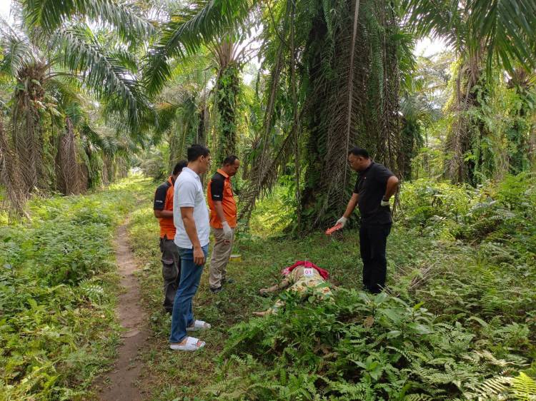 Heboh Mayat Wanita Tertancap Pisau di Desa Sampali