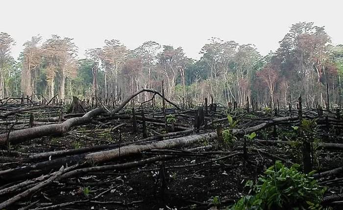 Direktur WALHI NTT Minta Komisi Yudisial Mengawal Proses Hukum atas Vonis Bebas Tersangka Perambah Hutan Oleh Hakim PN Rote Ndao
