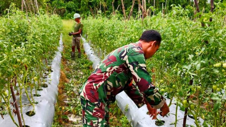 Babinsa Mapurujaya Dampingi Petani Merawat Tanaman Tomat