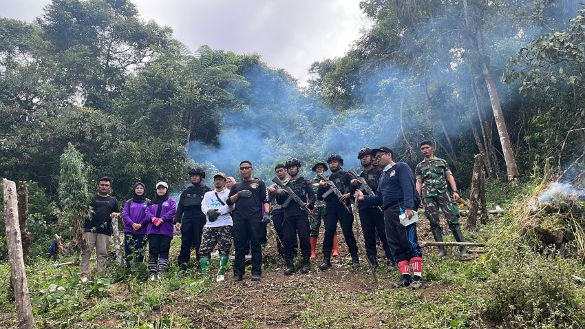 Brimob dan BNNP Sumut Musnahkan 2 Hektar Ladang Ganja di Madina
