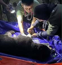 Beruang Madu Lima Hari Terkena Jeratan, BKSDA Bertindak