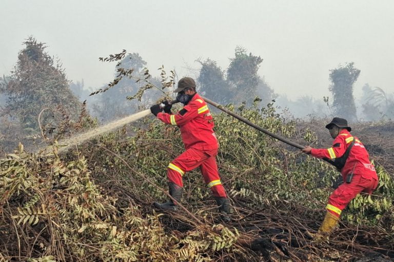 Karhutla di Rohil Makin Meluas,100  Ha Lahan Hangus