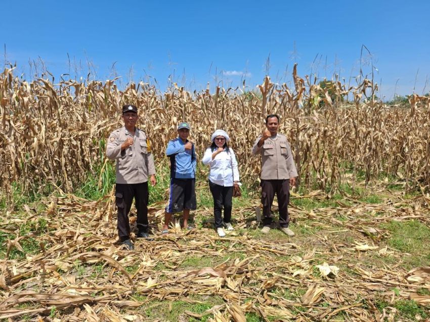 Polsek Serbalawan Merawat Ketahanan Pangan Bersama Rakyat