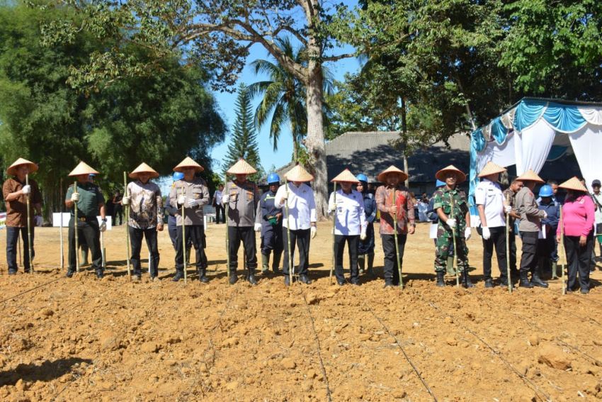 Forkopimda dan PT Lonsum Indonesia Estate Polres Labusel Tanam Jagung Serentak