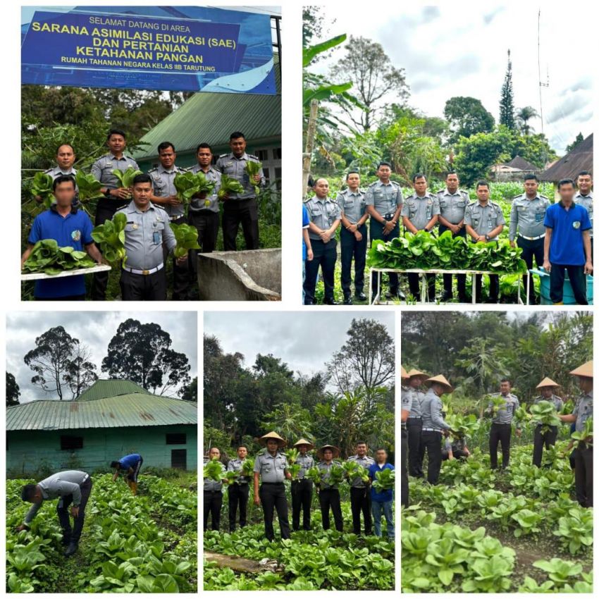 Rutan Tarutung Berhasil Panen 40 kg Sayuran Pakcoy