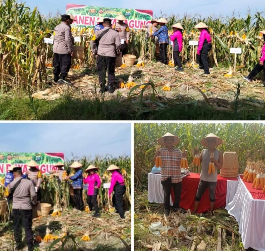 Petani Binaan Kapolsek Medan Area Dan Kapolrestabes Medan Panen Raya Jagung
