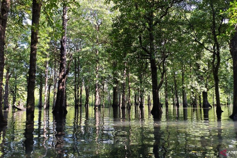 Menyimpan Pesona Keindahan Alam, Mulai dari Ketenangan Hutan Mangrove Hingga Lautan Biru