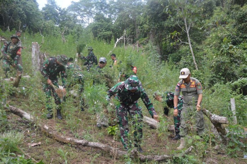 TNI Bersama Tim GabunganTemukan Dan Musnahkan 30.000 Batang Ganja di Mandailing Natal