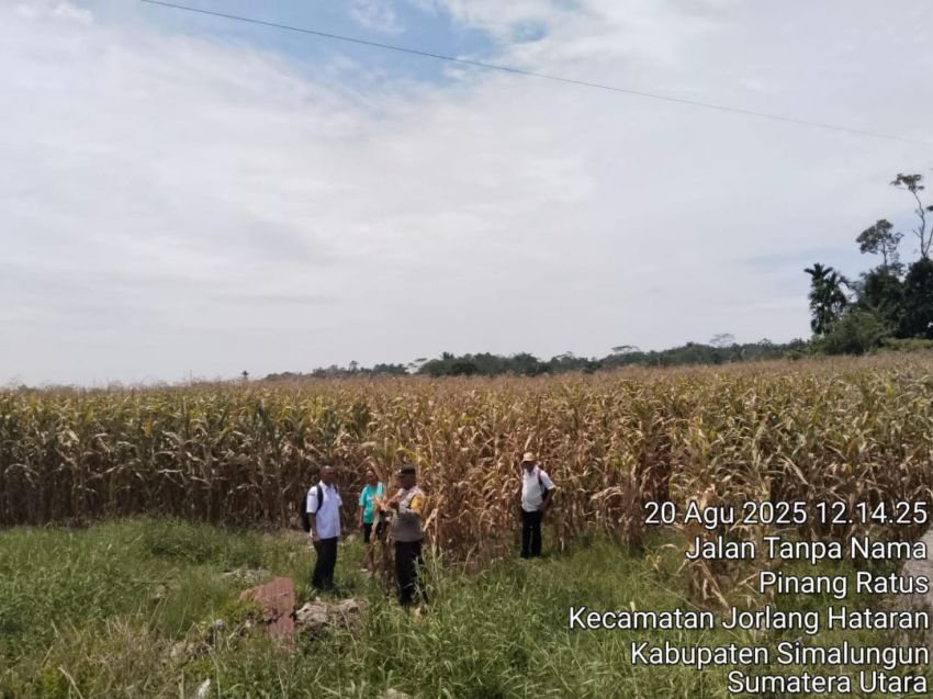 Kapolsek Tiga Balata Dukung Ketahanan Pangan, Bhabinkamtibmas Sambangi Lahan Jagung Warga