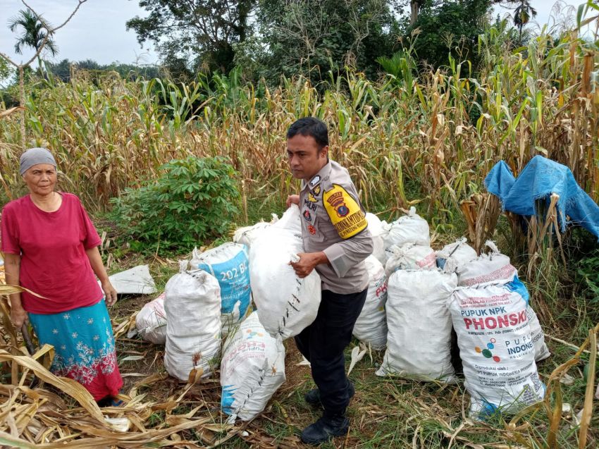 Dukung Ketahanan Pangan,Polsek Siantar Marihat Panen Jagung Bersama Warganya