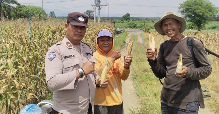 Polsek Serbalawan Dukung Program Ketahanan Pangan, Bhabinkamtibmas Sambangi Petani Jagung di Tapian Dolok