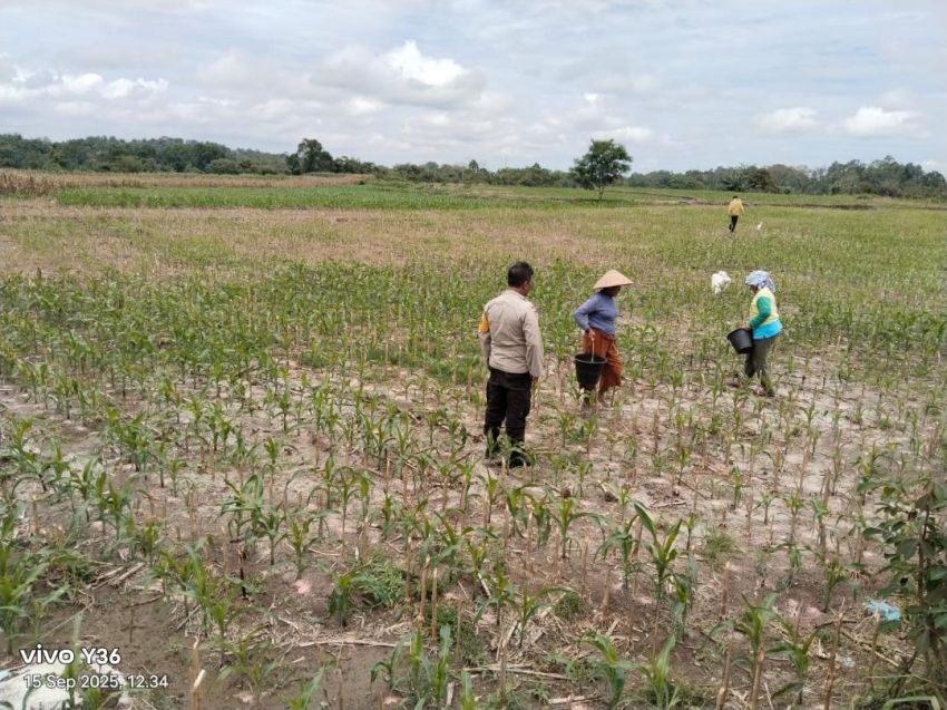 Bhabinkamtibmas Polsek Balata Dukung Program Ketahanan Pangan Presiden Prabowo Melalui Monitoring Hampang Jagung