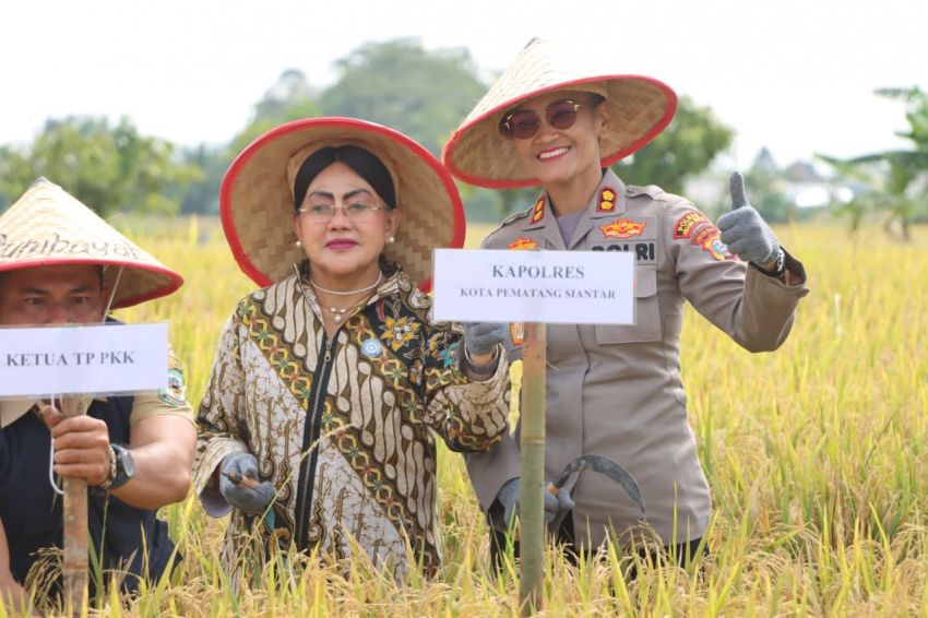 Kapolres Pematangsiantar Bersama Forkopimda Panen Padi di Dusun Matio