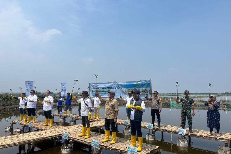 Pemerintah Menargetkan Rehabilitasi 600 Ribu Hektare Mangrove