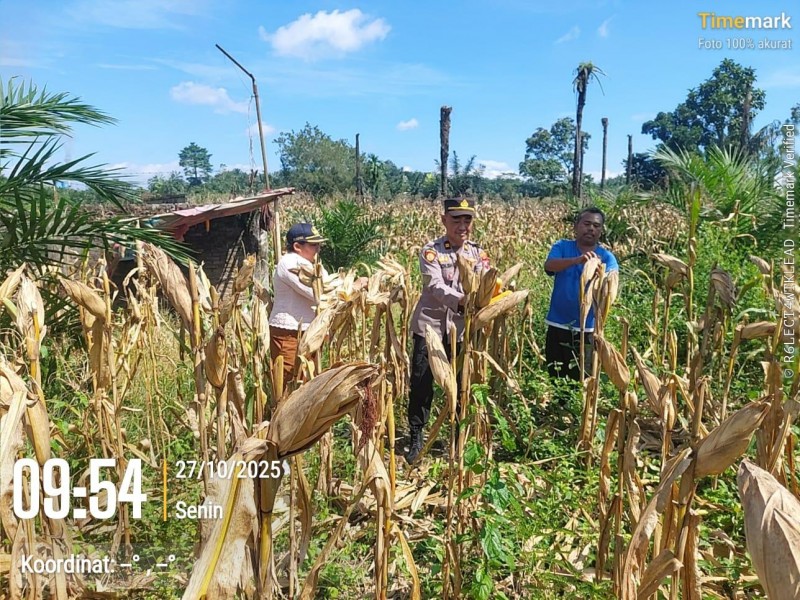 Wujudkan Ketahanan Pangan Nasional, Polsek Tanah Jawa Panen Jagung Program 1 Desa 1 Polisi
