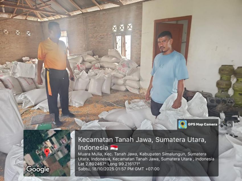 Polsek Tanah Jawa Sukseskan Program Ketahanan Pangan, Serap 5 Ton Jagung Petani untuk Bulog