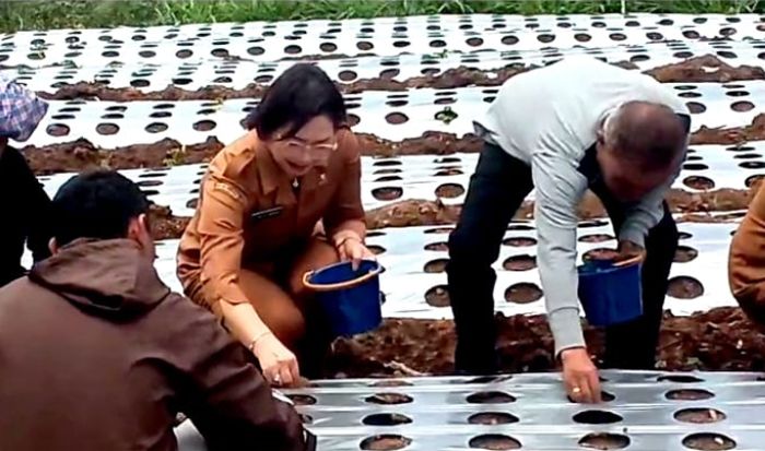 Wabup Humbahas Junita Rebeka Marbun Galakkan Penanaman Bawang Putih