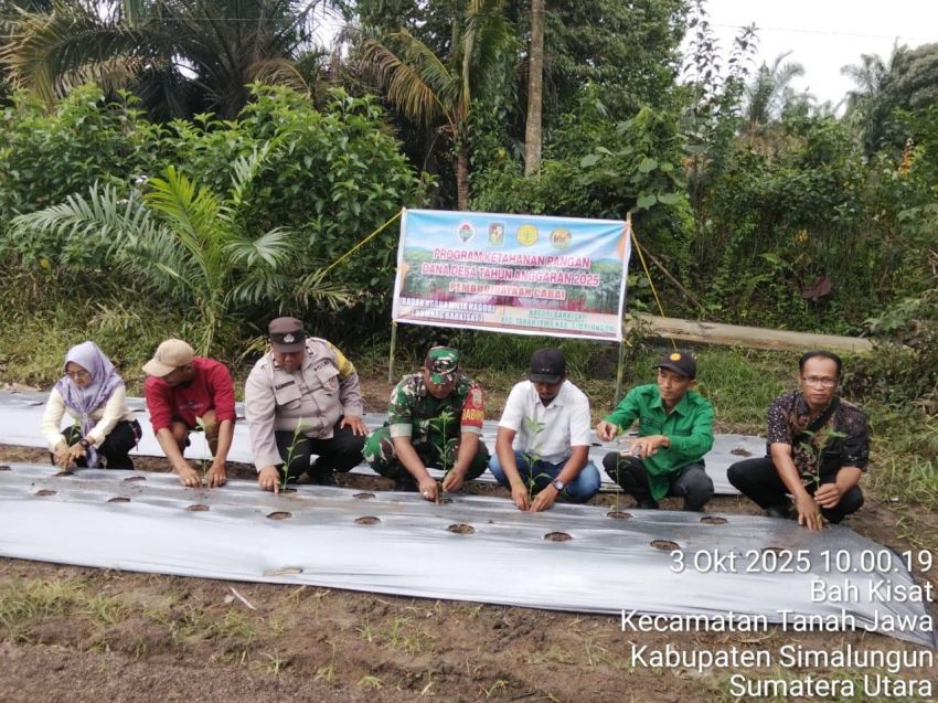 Bhabinkamtibmas Polsek Tanah Jawa Dampingi Program Ketahanan Pangan Penanaman Cabai BUMNag