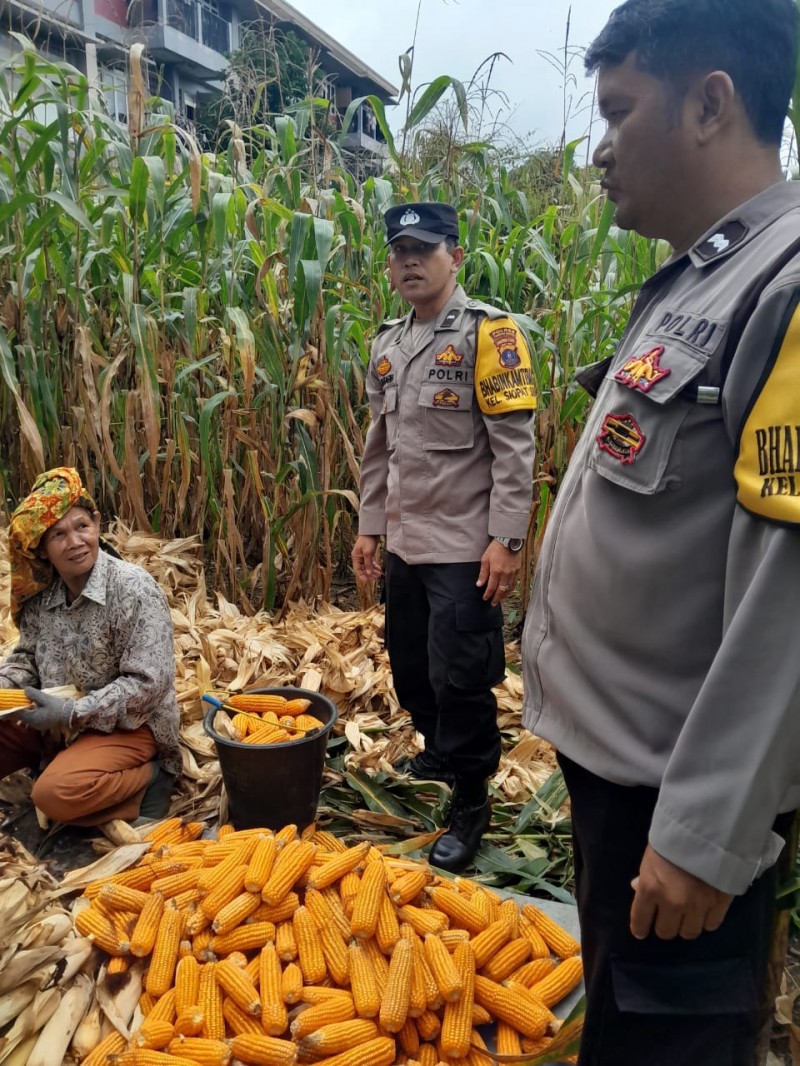 Dukung Ketapang, Bhabinkamtibmas Polsek Siantar Timur Sambangi Masyarakat Saat Panen
