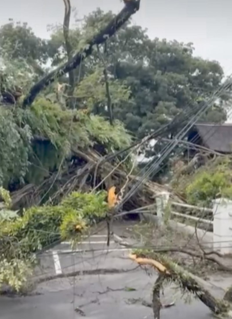 Pohon Tumbang di Jalan Kartini Medan Nyaris Timpa Pengendera